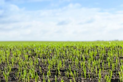 Lawn Seeding in Ventura County, CA
