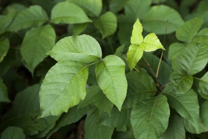 Poison Oak Removal in Harford County, MD